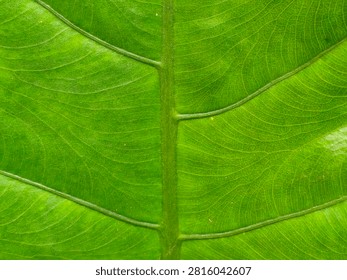 Full frame macro close-up shot of a bright green Alocasia leaf showing central midrib and intricate reticulate vein network