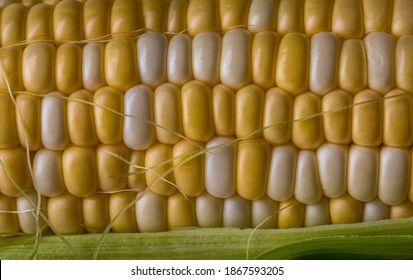 Full frame macro image of multi-colored kernels of corn on the cob. 