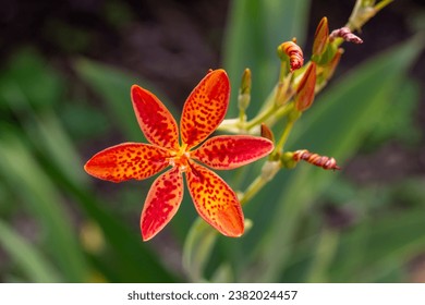 Full frame macro texture cutout view of beautiful orange color blackberry lilies (iris domestica) in bloom, with a dark defocused background