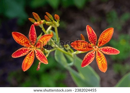 Similar – Image, Stock Photo Lily cutout petal lily