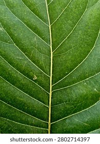 Full frame macro texture of a green leaf with a distinct central midrib and symmetrical vein structures.