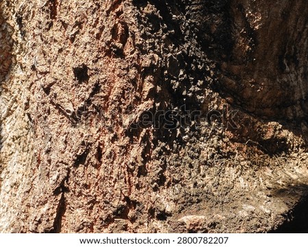 Full frame macro texture of rough brown tree bark illuminated by harsh direct side sunlight creating deep dramatic shadows.