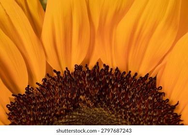 Full frame macro texture of a vibrant yellow sunflower petal structure and its central core.