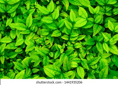 Full frame many the green leaf for background - Shutterstock ID 1441935206