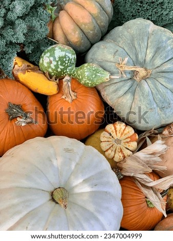Full frame with Multiple types of gourds and pumpkins in various shapes and colors, specifically a large, white and large, mint green, pumpkin