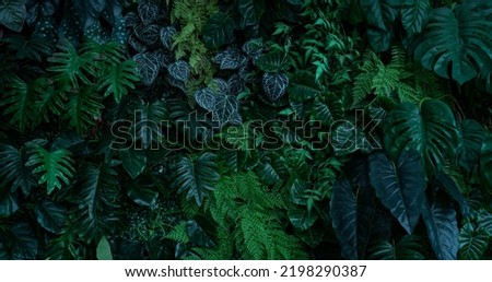 Similar – Image, Stock Photo Lush Tropical Jungle Landscape in Jungle, São Tomé