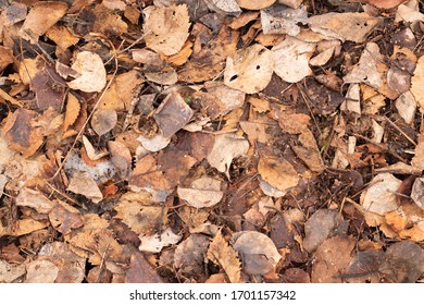 Full Frame Of Old Fall Leaves For Compost