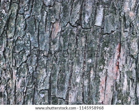 Full Frame Old Tree Bark Texture Background