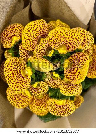 Full frame overhead view of a vibrant yellow and red speckled calceolaria bouquet, close up texture background of exotic pocketbook slipper flowers wrapped in brown craft paper.