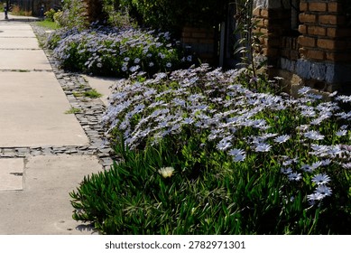 Full Frame Pattern of White and Purple African Daisy Osteospermum Flowers