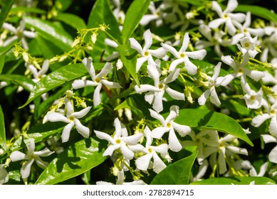 Full Frame Pattern of White Star Jasmine Trachelospermum jasminoides Flowers