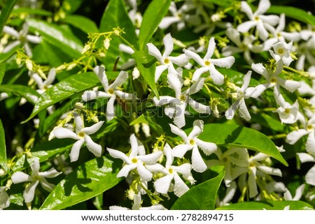 Full Frame Pattern of White Star Jasmine Trachelospermum jasminoides Flowers