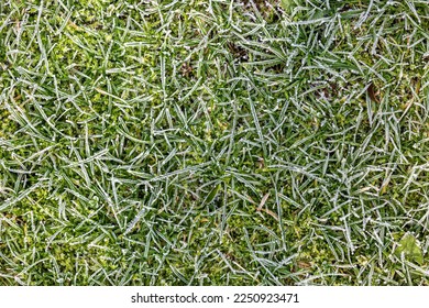 A full frame photograph a frosty grass in winter
