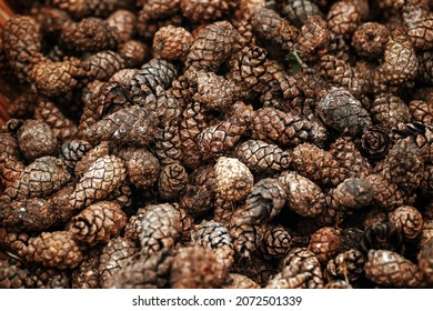 Full frame of pine cones . Selective focus