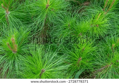 Full Frame Pine Tree Foliage Texture