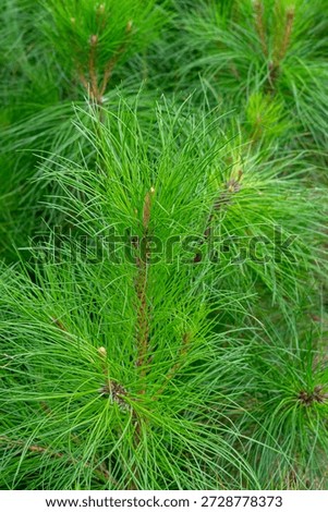 Full Frame Pine Tree Foliage Texture