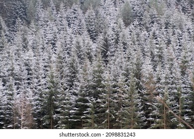 Full frame of pine tree forest covered with fresh fallen snow in wintertime season. Background or texture of a cold mountain