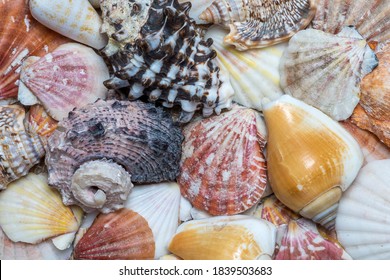 Full frame of Seashells collection for background use