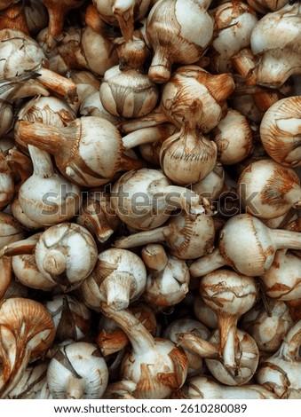 Full frame shot of arrowheads (Genus Sagittaria)