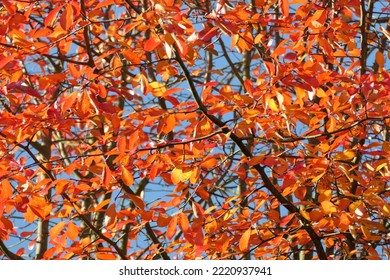 Full Frame Shot Of Black Tupelo (Nyssa Sylvatica) In Autumn