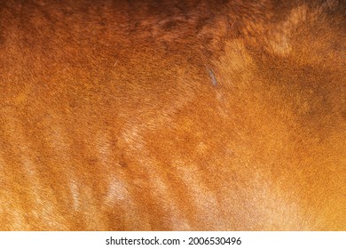 Full Frame Shot Of Brown Horse Fur Or Horse Hair Background