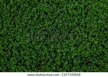 Full Frame Shot Of Ground Ivy, Textured background.
