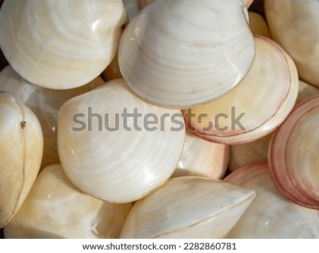 Full frame shot showing lots of glossy white marine seashells
