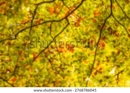 Full frame shot of trees during autumn
