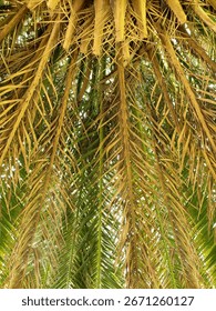 full frame shot underside of palm tree frond leaves