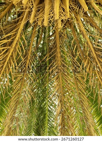 full frame shot underside of palm tree frond leaves