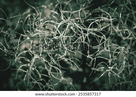 Full frame strings of clematis seed heads floral texture background