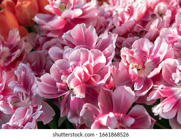 Full Frame Terry Bright Pink White Stock Photo 1661868526 | Shutterstock