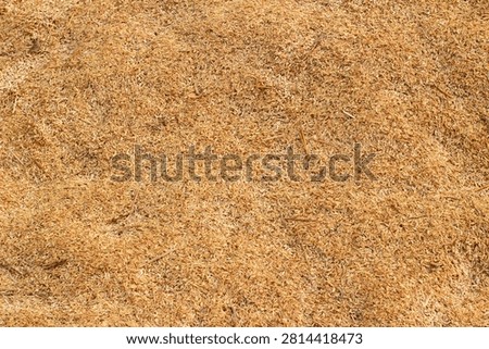 Full frame texture background of dried rice husk or paddy chaff after harvest season
