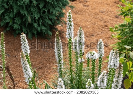 Full frame texture background of lacy white color liatris spicata (prairie feather) flowers in bloom in an outdoor garden setting. Also called white blazing star.