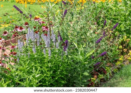 Full frame texture background of purple color anise hyssop (agastache foeniculum) flowers in bloom in an outdoor garden setting, with view of a monarch butterfly