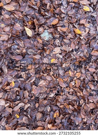 Full frame texture of damp fallen leaves in autumn forest