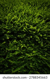 Full frame texture of a dense green boxwood hedge shrub with tiny, vibrant leaves under natural light.