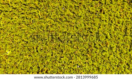Full frame texture of dense green Azolla water fern carpet covering a pond surface, top view.