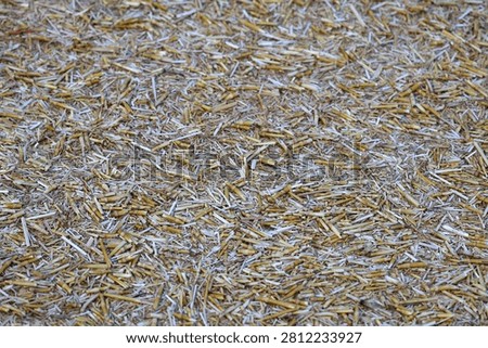 Full frame texture of dry grain chaff and straw after agricultural harvest view 3