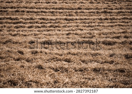 Full frame texture of dry straw windrows in a harvested agricultural field