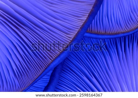 Full frame textured background closeup of bunch oyster mushrooms texture cap. Abstract natural and organic shapes for backdrop surface. Layers and pattern in nature. Blue neon color light. Texture