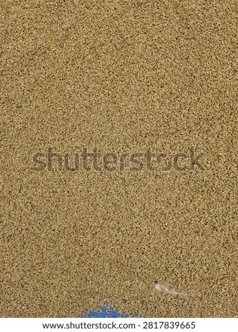 Full frame top view background of unprocessed raw golden paddy rice husks spread evenly, suitable for agricultural themes.