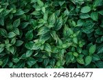 A full frame, top-down view of lush green leaves, showing their intricate vein patterns and slightly crinkled textures, illuminated by natural light.