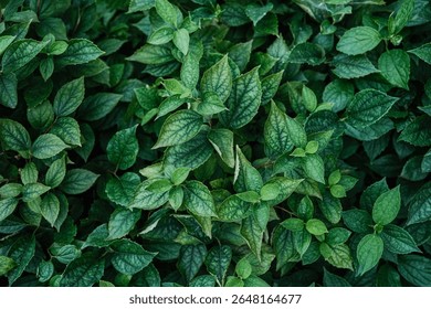 A full frame, top-down view of lush green leaves, showing their intricate vein patterns and slightly crinkled textures, illuminated by natural light.