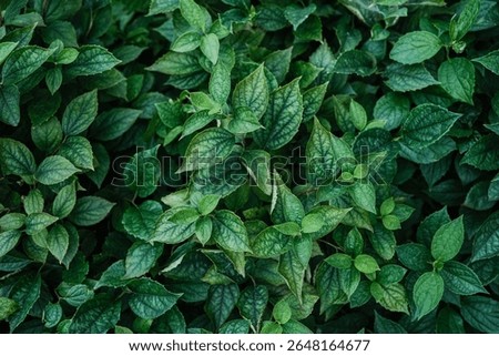 A full frame, top-down view of lush green leaves, showing their intricate vein patterns and slightly crinkled textures, illuminated by natural light.
