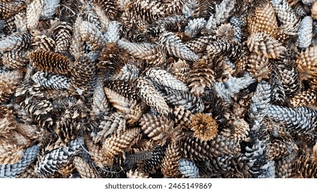 Full frame of various pine cones