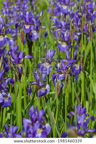 Full frame vertical background of iris plants with bright green foliage