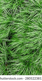 Full frame vertical macro view of dense green ornamental grass with long slender blades forming a natural texture in the garden.
