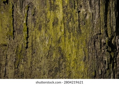 Full frame vertical texture of old weather beaten tree bark covered in green moss layers