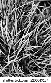 Full Frame View Of Blades Of Grass Growing In The Fields In Black And White Monochrome.